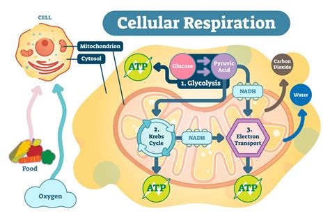 cellular respiration cartoon|cellular respiration for dummies.
